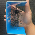 Lure bait, sea urchin float, soft bait, water gall ball, black pit, wild fishing, competitive fishing, sea bass, mandarin fish, The jack market .AU The jack market .AU Fishing Gear $ 27 14:201441921#black 2pcs