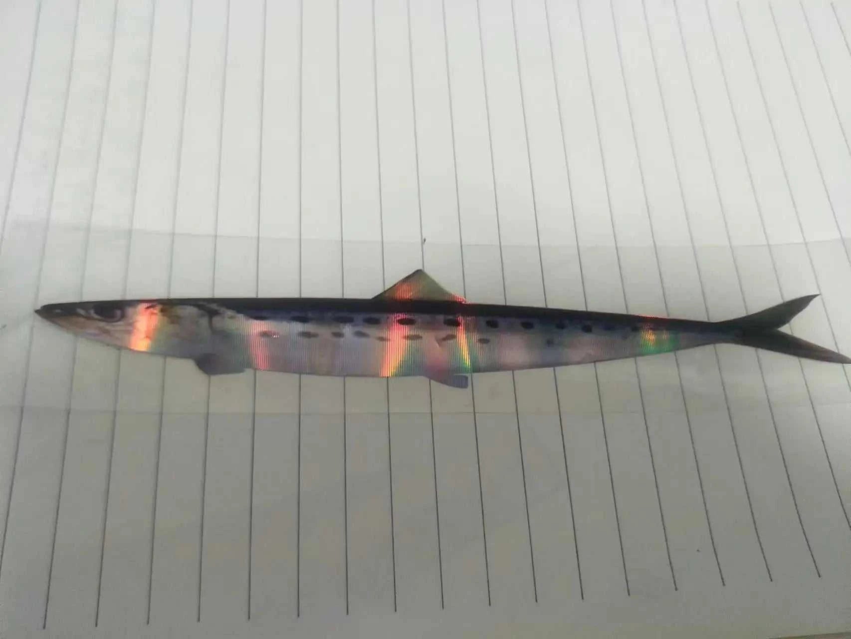 Fishing lures for sea fishing, 12 fish The jack market .AU The jack market .AU Fishing Gear $ 47 14:29#katongyu;5:8022#7inches